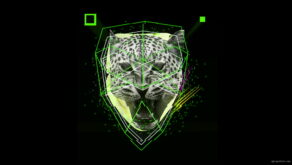 vj video background Green-leopard-facial-animation-effect-on-black-motion-background-vj-loop_003