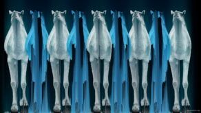 vj video background Camel-Team-Full-Size-3D-Blue-Glow-Animal-Video-Art-VJ-Loop_003