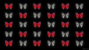 vj video background Butterflies-Dual-Color-Red-White-insects-pattern-4K-Video-Art-VJ-Loop_003