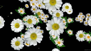 Big-Chamomile-White-Flowers-Infinite-Looped-Fall-Down-Video-Decoration.mov-7xea6r-1920_009 VJ Loops Farm
