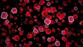 Blood-Red-Carnation-Flower-Buds-fall-down-motion-background-xxonti-1920_007 VJ Loops Farm