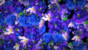 Blue-Purple-Violets-Counter-Move-Flows-Looped-Motion-Background-xg1knr-1920_009 VJ Loops Farm