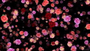 Colorful-Rose-Buds-Falling-down-slowly-motion-backgrounds-qbdwhr-1920_009 VJ Loops Farm