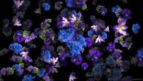 Falling-Slowly-Violets-Flowers-Motion-Background-cm0obb-1920_005 VJ Loops Farm