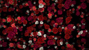 Many-Red-and-White-Roses-Flowers-Falling-Down-Looped-Motion-Background-7wwo6b-1920_008 VJ Loops Farm