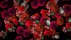 vj video background Multi-layered-diagonal-move-of-red-autumn-carnation-flower-motion-background-halq8g-1920_003