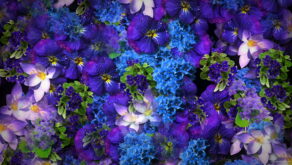 Natural-Beautiful-Violet-Purple-Blue-Flowers-Flying-Up-Concert-Wedding-Decorations-mpm4gf-1920_004 VJ Loops Farm