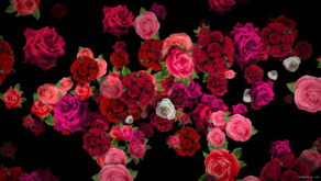 Pink-Red-Roses-Bouquets-Flying-up-Right-Motion-Background-xxfe91-1920_006 VJ Loops Farm