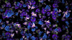 Rainfall-of-Violets-flowers-looped-movement-Motion-Background-kelorp-1920_007 VJ Loops Farm