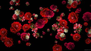 vj video background Red-Carnation-Bouquets-Slowly-Falling-Motion-Background-iyn6tc-1920_003