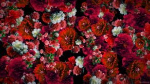 Red-Spring-Flowers-Counter-move-Flows-Motion-Decoration-Background-lubgxp-1920_007 VJ Loops Farm