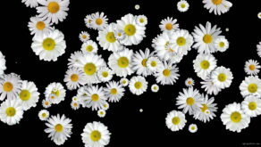 Spinning-Falling-Chamomile-changing-size-looped-concert-decoration-giwfkf-1920_001 VJ Loops Farm