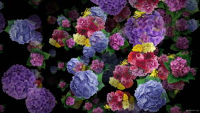 Spring-Flowers-Bouquets-Falling-Down-Motion-Background-ongpol-1920_005 VJ Loops Farm