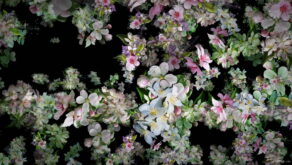 Spring-Fruit-Trees-Flowers-with-Leaves-Flow-to-the-Side-Scene-Decoration-njc9gb-1920_006 VJ Loops Farm