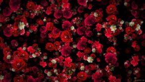 Tiny-Carnation-red-flowers-Falling-Down-Looped-Scene-Decoration-fpdul2-1920_005 VJ Loops Farm