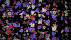 Various-colorful-flowers-falling-down-floral-scene-decoration-xrcrvp-1920_005 VJ Loops Farm