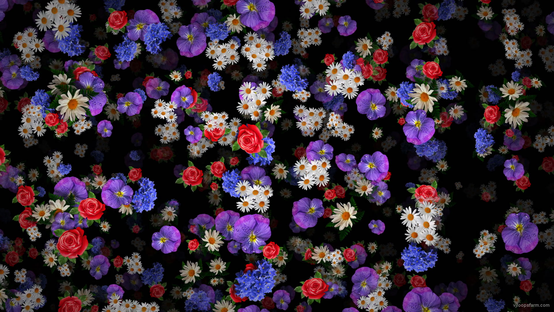 Various-colorful-flowers-falling-down-floral-scene-decoration-xrcrvp-1920_005 VJ Loops Farm