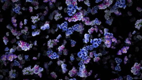 Violet-bouquets-of-small-flowers-falling-down-looped-scene-decorations-rcbpt6-1920_006 VJ Loops Farm
