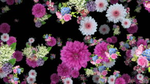 vj video background Wedding-Flowers-Festive-Bouquets-Floating-to-the-Right-Looped-Motion-Background-2zckdx-1920_003