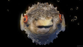 Goggle-eyed-fugu-fish-pulsating-on-beats-VJ-Loops-povmzb-1920_009 VJ Loops Farm