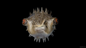 Pulsating-3D-rendered-fugu-fish-party-VJ-Loop-gkzegr-1920_007 VJ Loops Farm