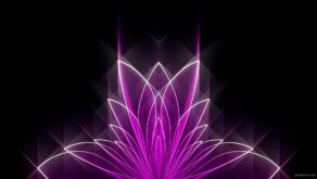 Abstract-Tulpan-Violet-Pink-Video-Art-Ultra-HD-VJ-Loop-i9vt4h-1920_008 VJ Loops Farm