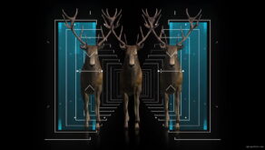 vj video background Stag-Three-Deers-with-strobing-effects-in-blue-white-color-4K-VJ-Loop-wsnjuo-1920_003