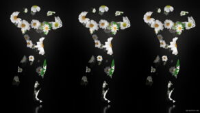 Fire-Man-in-Flowers-Romashka-Camila-Trio-on-Black-Ultra-HD-Video-Art-Video-VJ-Loop-8dhpbm-1920_006 VJ Loops Farm