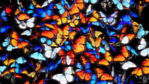 vj video background Blue-Orange-Butterflies-Zoom-Wall-Video-Art-4K-VJ-Loop-1920_003