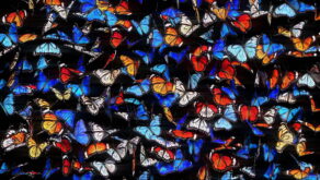 vj video background Butterflies-Big-Wall-Pattern-4K-Video-Art-VJ-Loop-1920_003