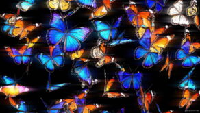 vj video background Butterflies-Wall-with-vibral-color-insects-4K-Video-Art-VJ-Loop-1920_003
